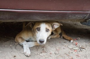 Street Dogs in India
