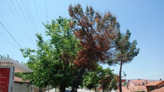kızılcam agaclarini kurutan hasta dry pine tree disease